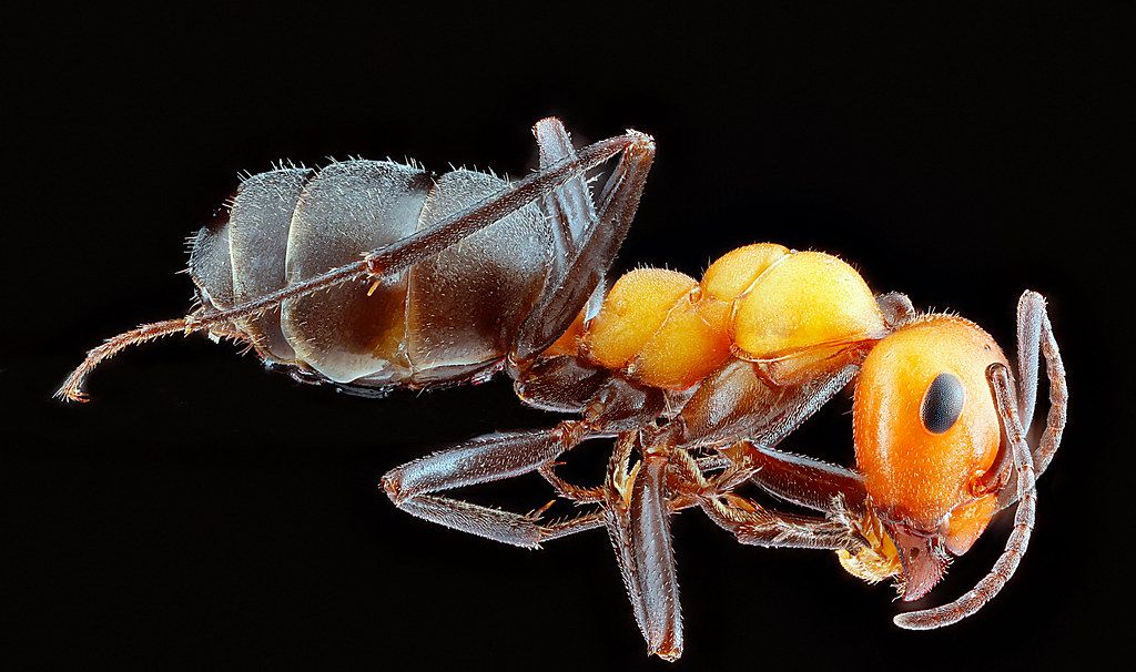 Ant Control service in Redding, CA