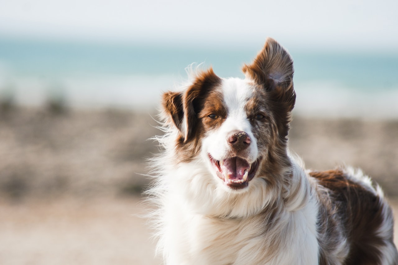 Flea & Tick Control service in Redding, CA