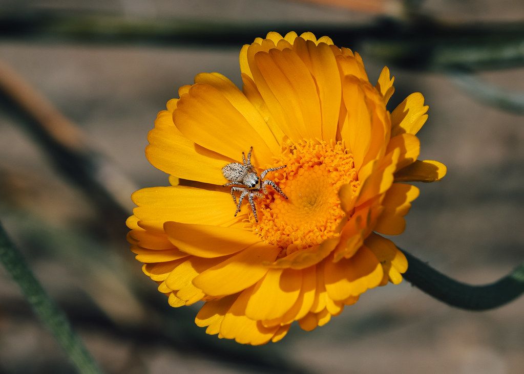 Spider Control service in Redding, CA